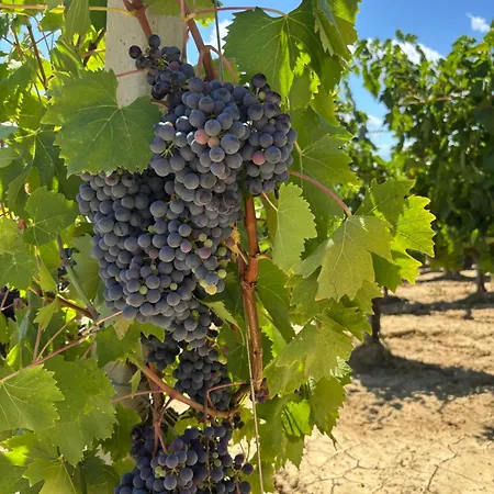 Bed En Bubbels Bennie En Liisa Апартаменты Рипатрансоне